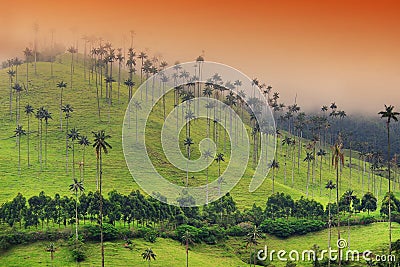 The wax palm trees from Cocora Valley are the national tree, the symbol of Colombia and the Worldâ€™s largest palm. Stock Photo